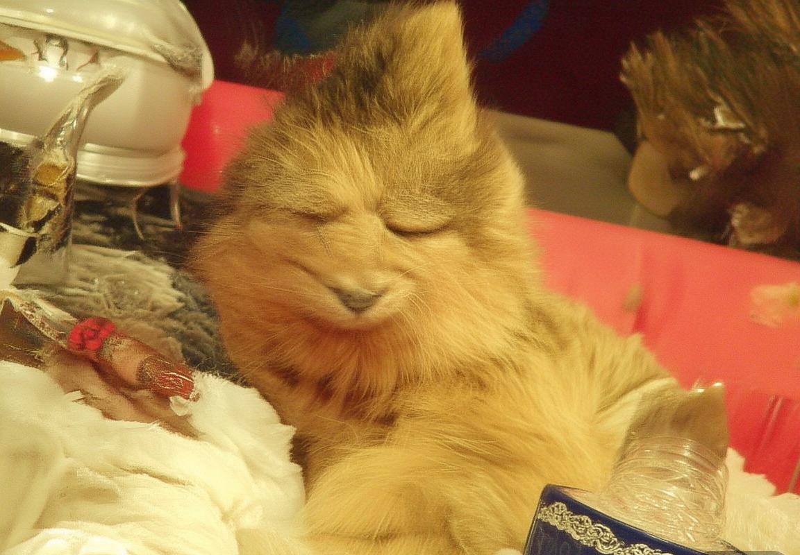 雷恩VS布雷斯特：法甲焦点战深度解析与赛事前瞻